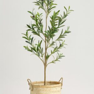 Olivo
