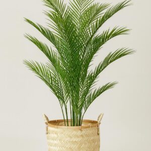 Palmera